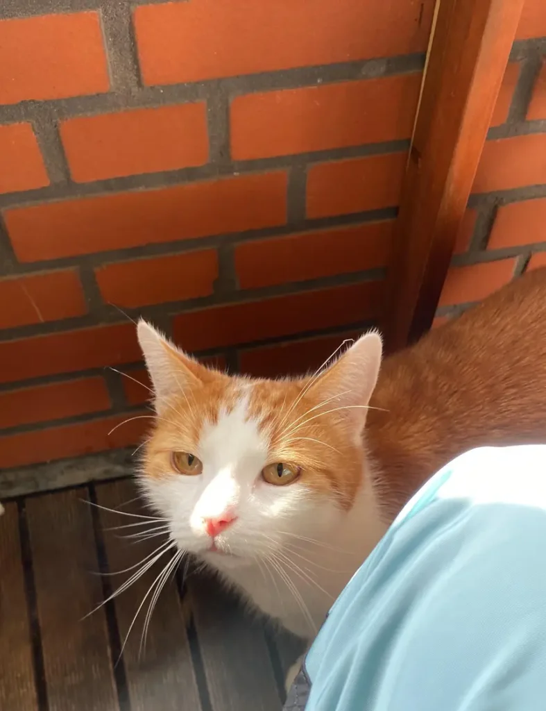 Le chat orange Billy regarde dans la caméra !