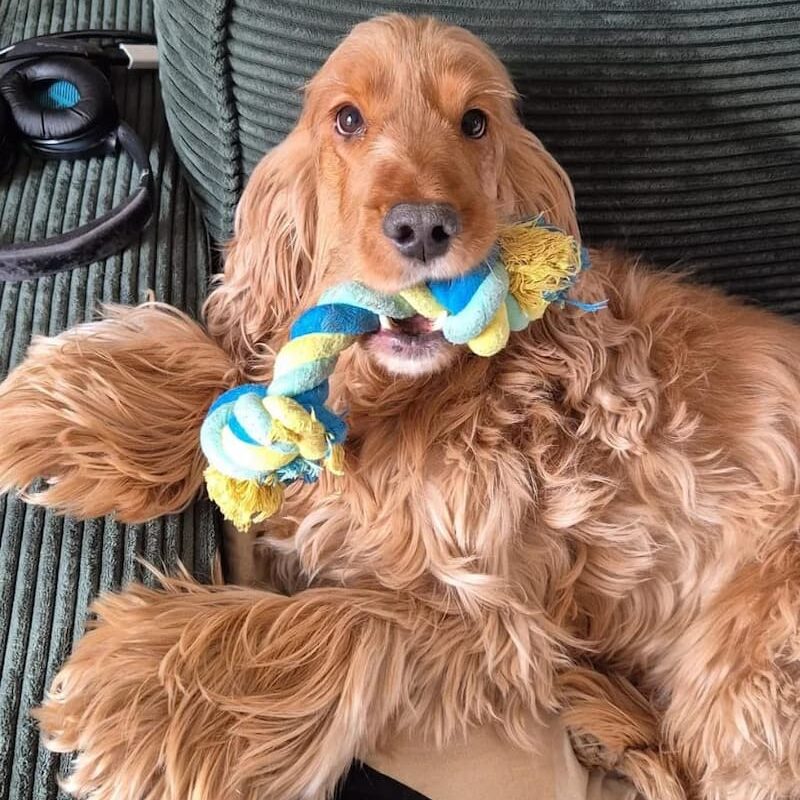 Un Cocker Spaniel doré aux longs poils ondulés est allongé sur un canapé vert foncé, tenant un jouet en corde bleue et jaune dans sa bouche. Ses yeux sont grands et joueurs, et ses pattes duveteuses sont confortablement étendues.
